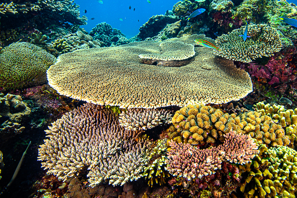 Acropora hyacinthus and A. cytherea: Two Similar Tabling Species in Indonesia