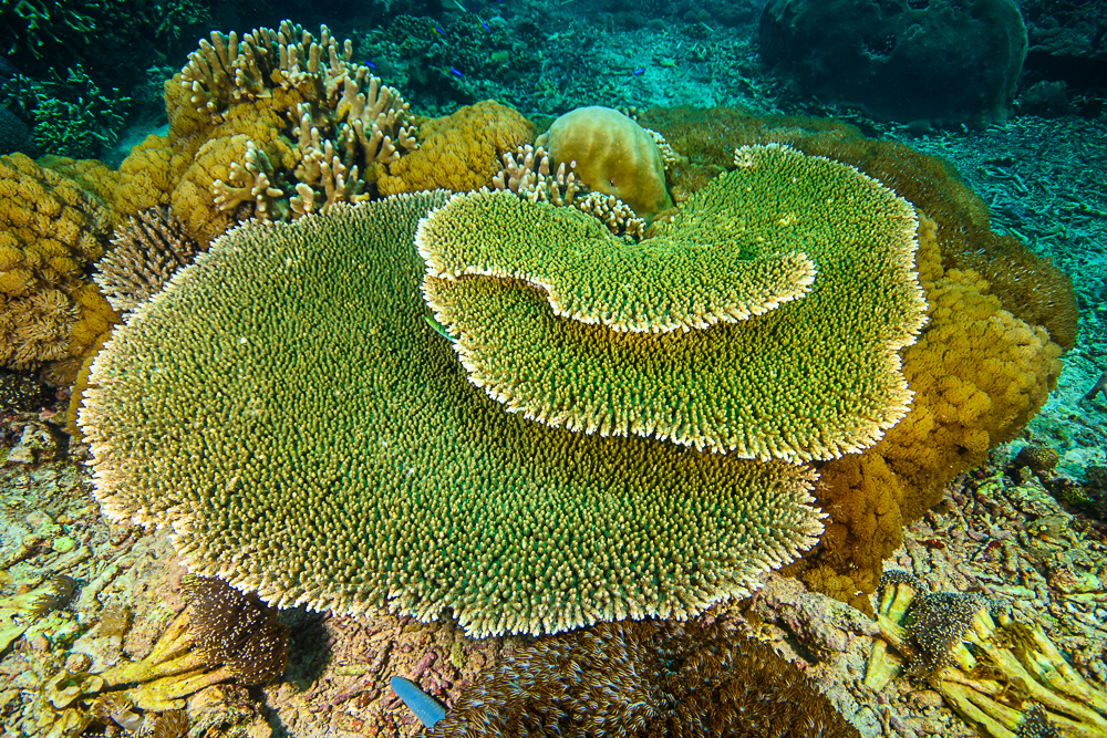 Tabular Acropora: A Coral Hero That Could Save Reef Beds - ReefCause