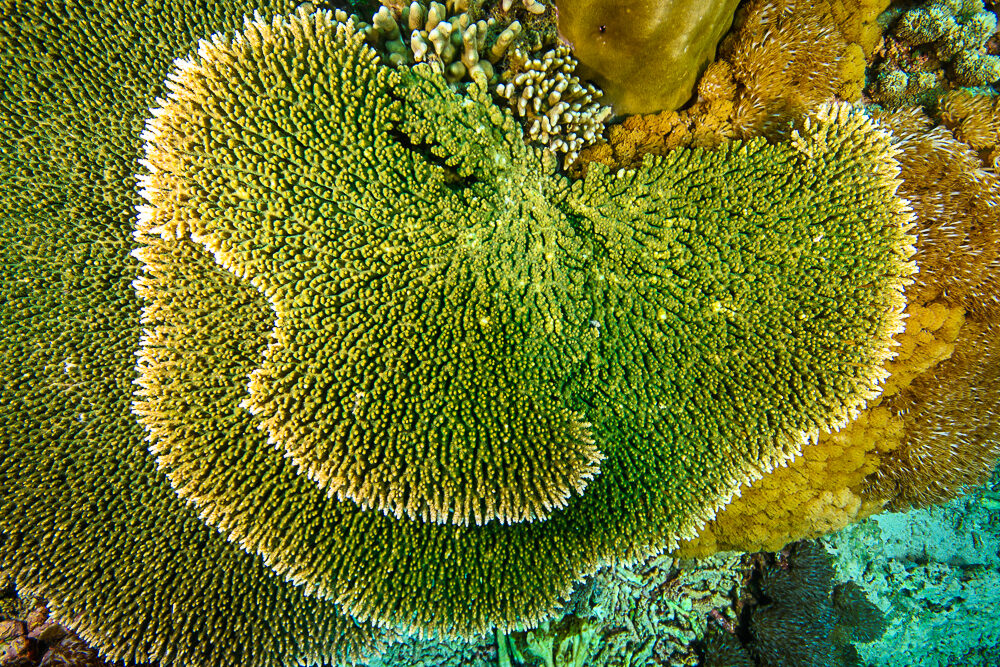 A bird's-eye overhead view of Acropora cytherea. Branchlets have multiple axial corallites, thus they are clustered into small groups, creating this fan-like shape contoured with micro valleys. Don't confuse this coral with the much thicker Acropora clathrata.