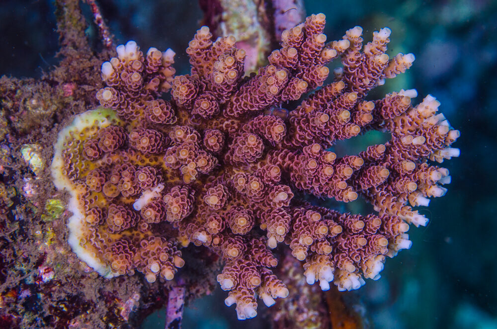 Here, a maricultured red planet Acropora hyacinthus from Bali Aquarium.
