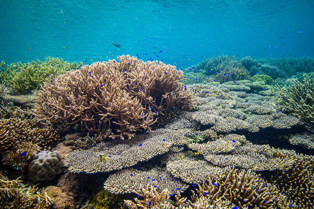 A Hydrothermal Vent Reveals an Interesting Coral Hot Spot!