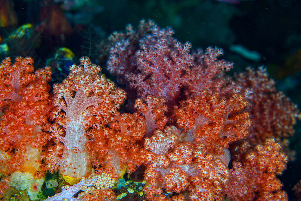 Surge Feeding Soft Corals in Northern Sulawesi