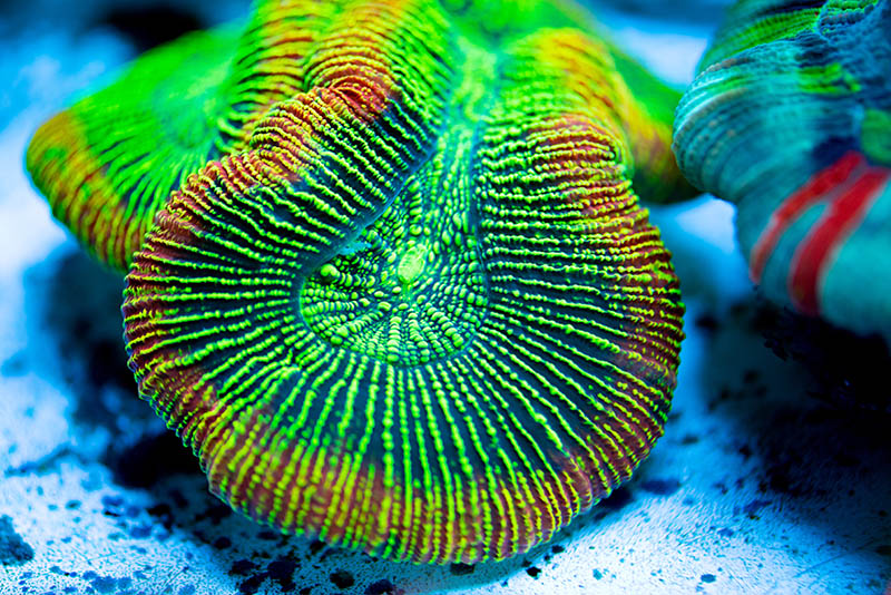 The trade in marine fish and corals, like this Trachyphyllia, would be thrown into chaos or even simply become impossible under the highly restrictive rules that are proposed. Image courtesy Amanda Meckley/ACI Aquaculture.