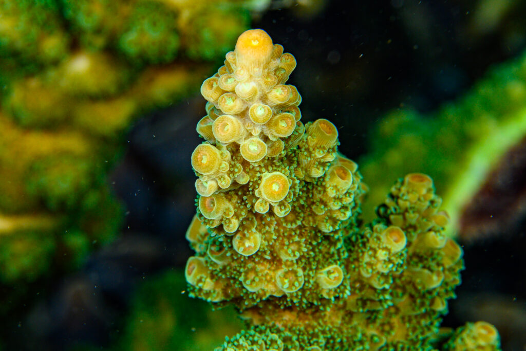 A close-up of what seems to be Acropora protoeiformis.