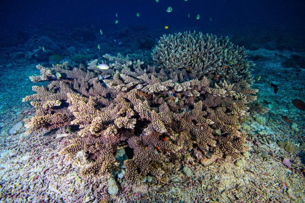 Another sturdy colony, just a couple of feet away from the prior, but this one has only developed horizontal branches. 