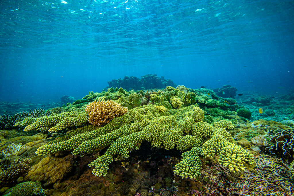 The sturdy, horizontal, bright green branches of this Acropora are gorgeous, but this coral is probably not the real Acropora florida!