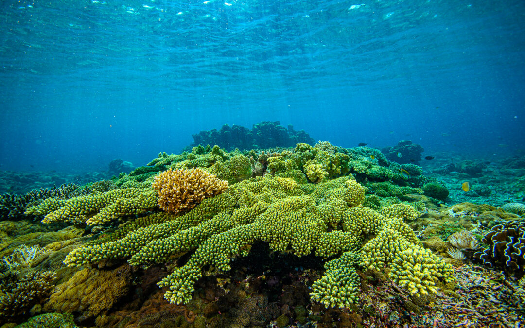 So many shades of “Acropora florida”!