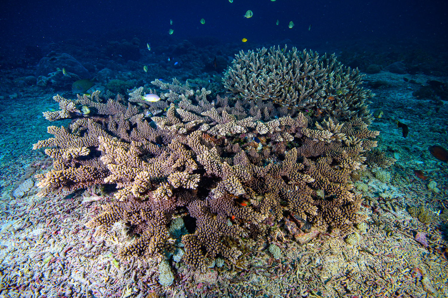 So many shades of Acropora florida! - CORAL Magazine