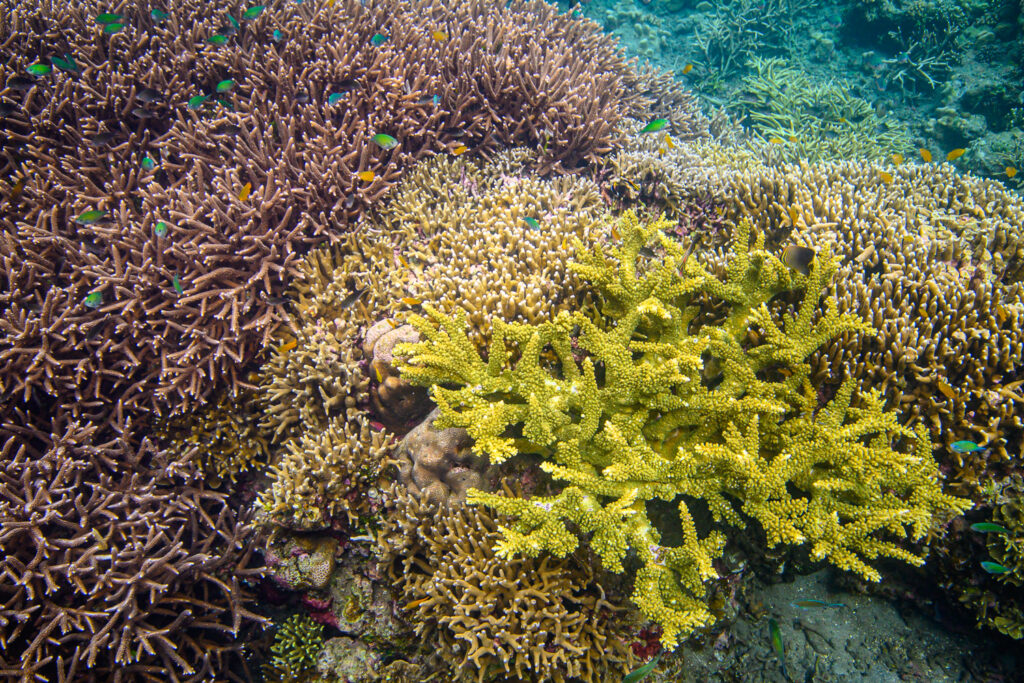 This bright green specimen from Halmahera in Indonesia is pretty close to the original A. florida, but it isn't. 