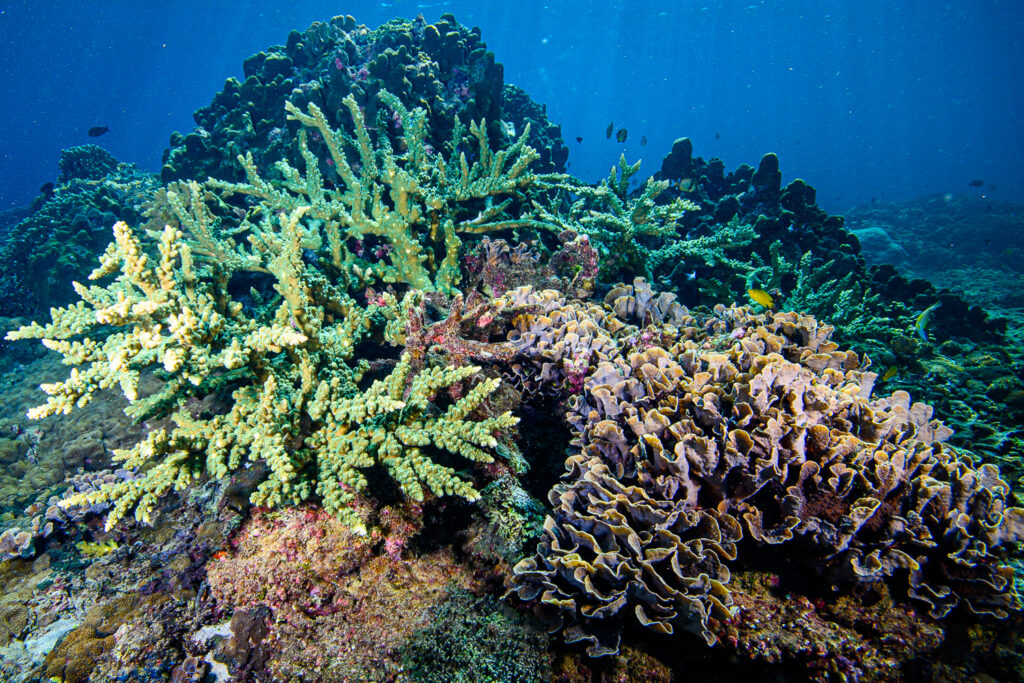 This particular specimen in South Bali is close to what was described as Acropora protoeiformis.