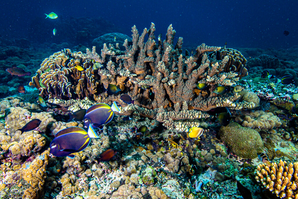 This coral that would often be considered part of "Acropora florida" displays a particularly divergent colony shape and coloration from what is typically observed. Notice the mix of vertical and thick horizontal branches on this particular specimen. 