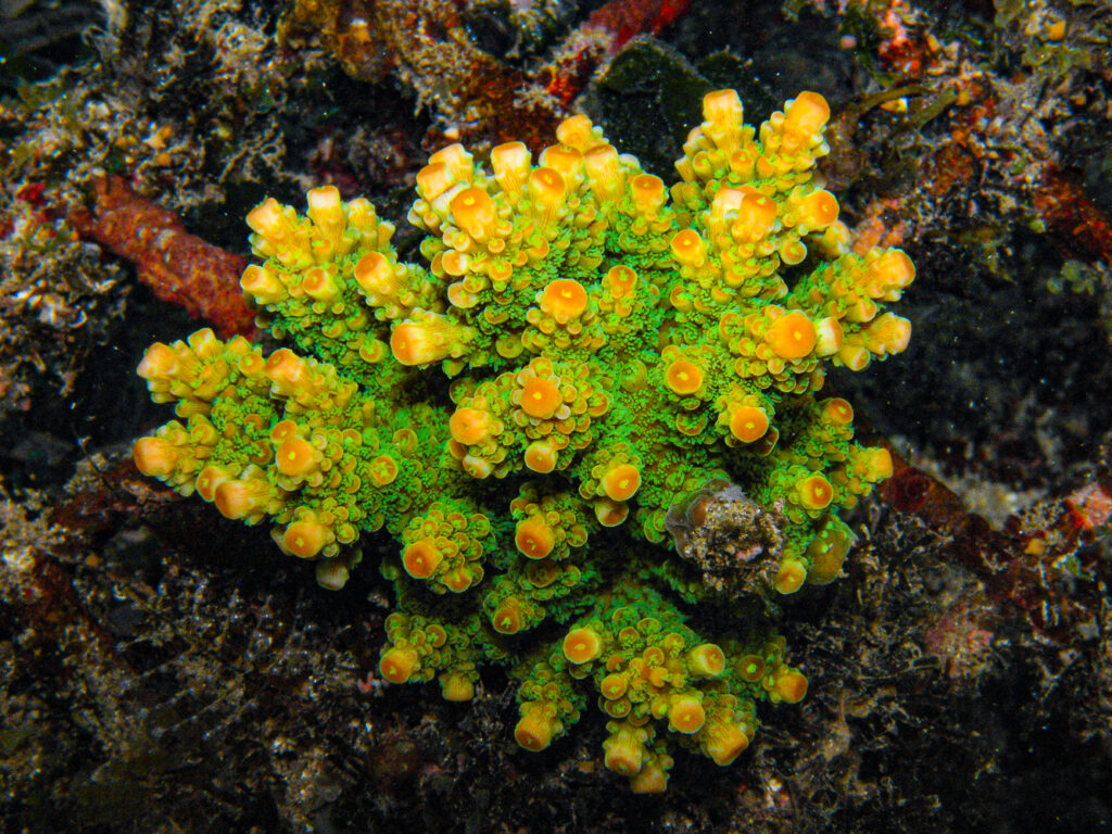 A classic maricultured specimen produced by Bali Aquarium in Indonesia. The bright green color and orange axial corallites make for very interesting coloration in a reef aquarium.