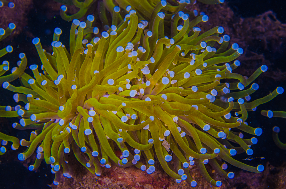 Indonesian Gold Torch Corals certainly live up to their name. They carry a hefty price and are coveted by many, but the conditions they may have to endure before they reach your home aquarium can lead to problems.