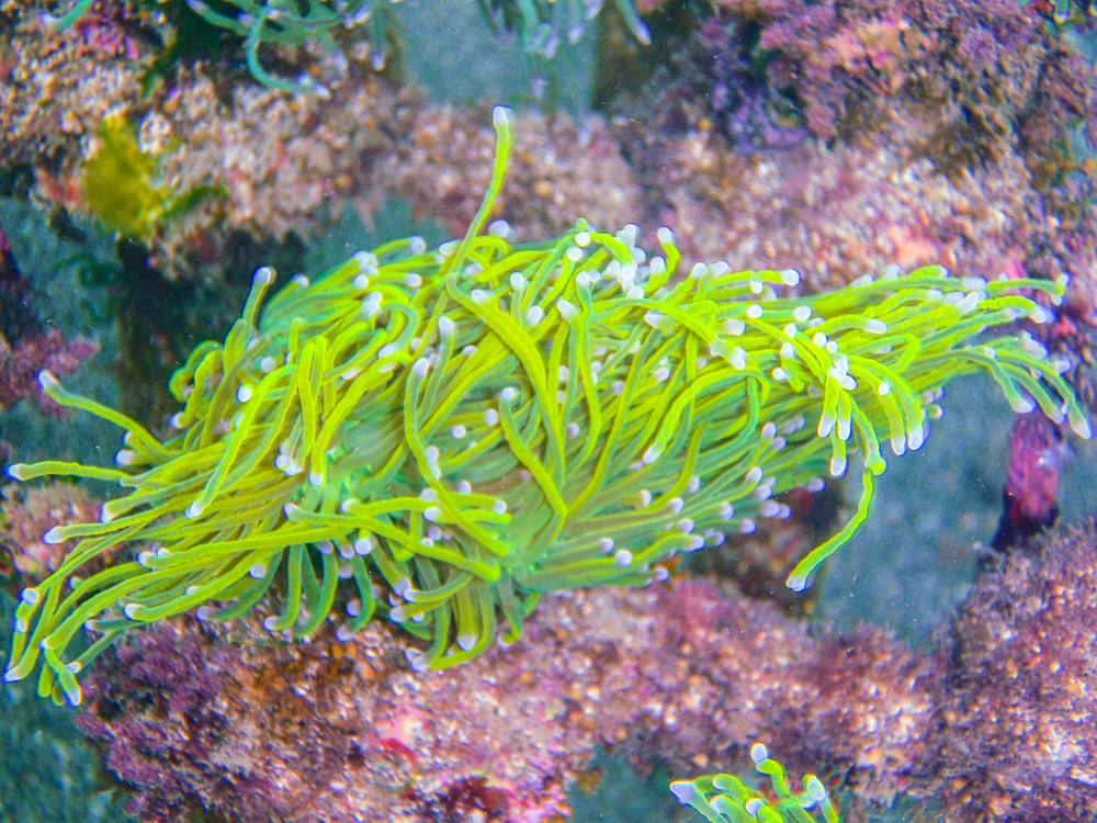 Properly maricultured Torch Corals are a much better option for everyone in the coral trade and reef keeping hobby.