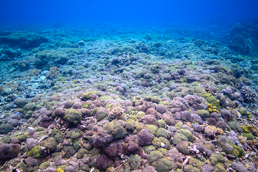 A field of fist-size Galaxea fascicularis in high-energy water is a sight to remember: A living substrate!