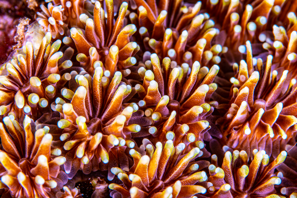 Galaxea fascicularis: a Patchwork Coral! - CORAL Magazine Galaxea fascicularis: a Patchwork Coral! - CORAL Magazine
