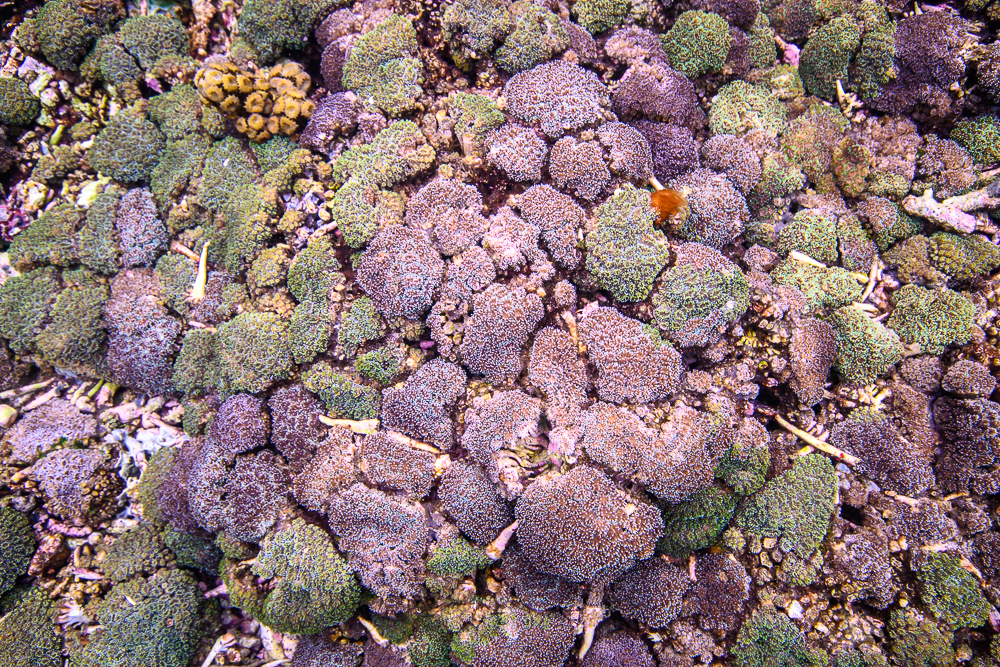 Galaxea fascicularis: a Patchwork Coral!