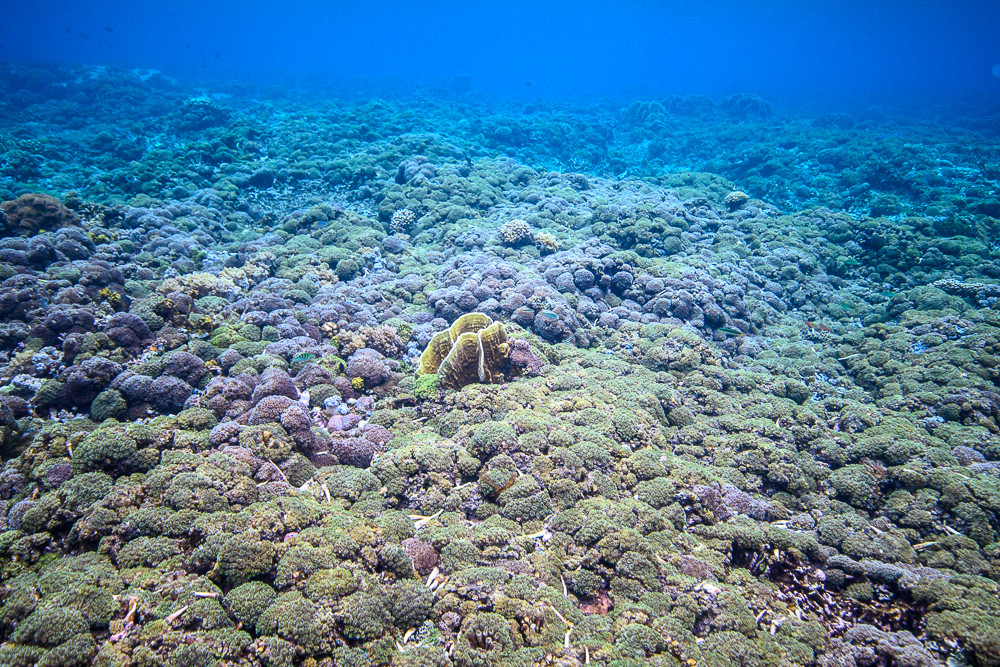 Galaxea fascicularis: a Patchwork Coral! - CORAL Magazine Galaxea fascicularis: a Patchwork Coral! - CORAL Magazine