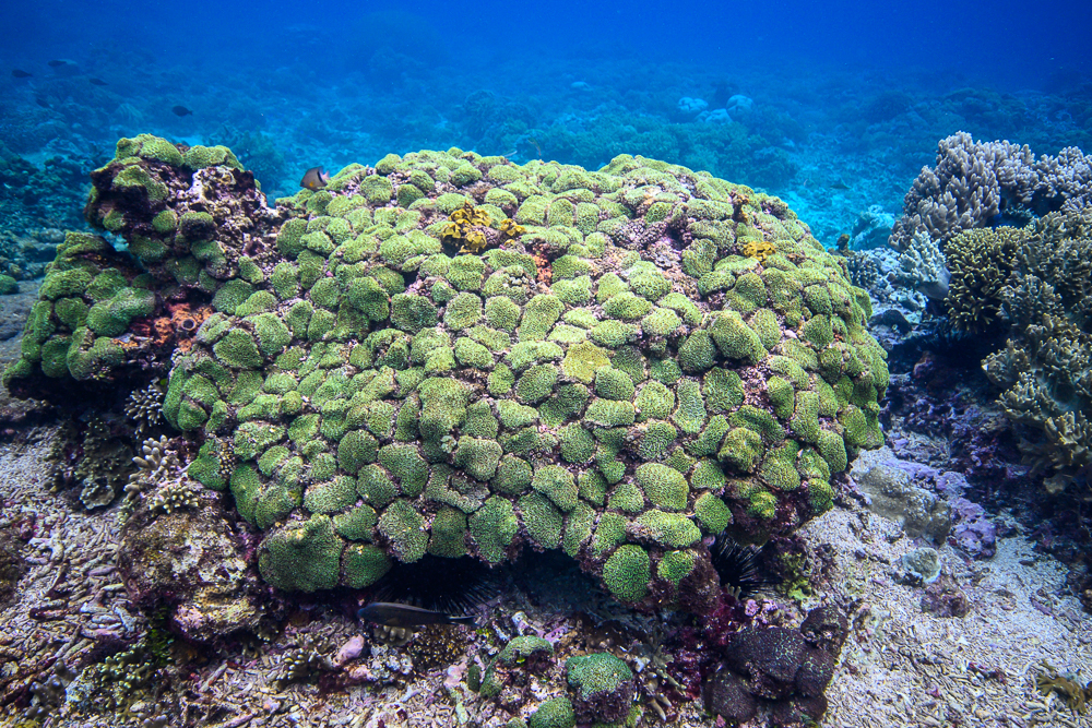 This very peculiar rock is covered with a patchwork of Galaxea fascicularis.
