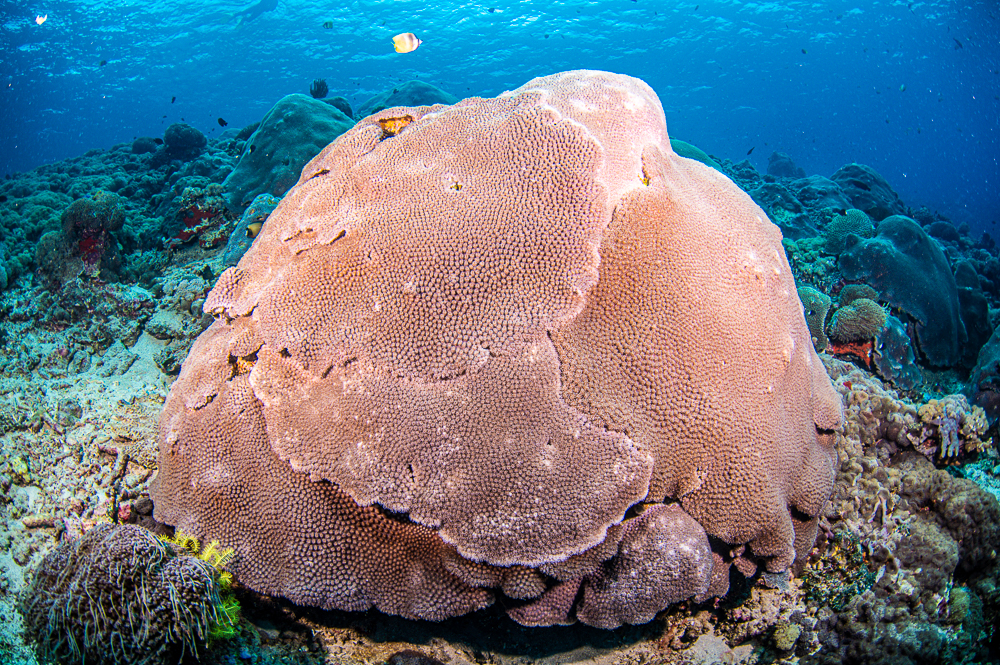 A truck-size bommie composed of differentiated, layered colonies of Galaxia fascicularis that ended up growing together without really combining.