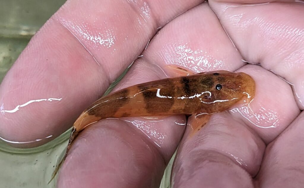 "Help me out, please. I don't want to lose the ability to bring in cool new fish like these stargazer cats," writes Joe Hiduke, Sales Manager at Nautilus Tropical Fish Wholesale in Plant City, FL. New FWC rule proposals would whitelist only a handful of species across the entirety of the pet trade, leaving only a paltry few species that could be legally imported, cultured, or sold. Uncommon imports like this Astroblepus sp. would absolutely disappear, and Florida's tropical fish trade argues that their industry would collapse. 