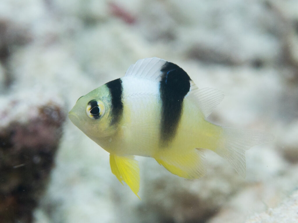 The attractive juvenile coloration of the White Damselfish, Dischistodus perspicillatus, can't be denied! However, aquarists need to be prepared for the fish that this becomes over time.