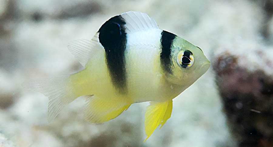 Captive-Bred White Damselfish Debuts at Biota