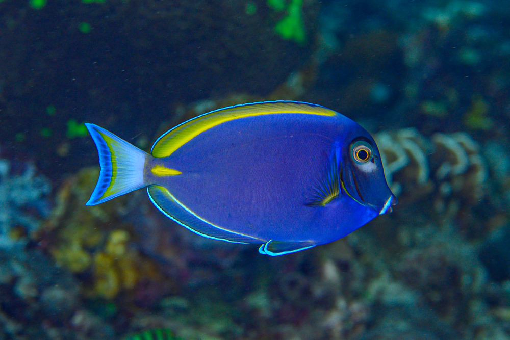Fifty Shades of Hybrid Powder Blue Tangs - CORAL Magazine