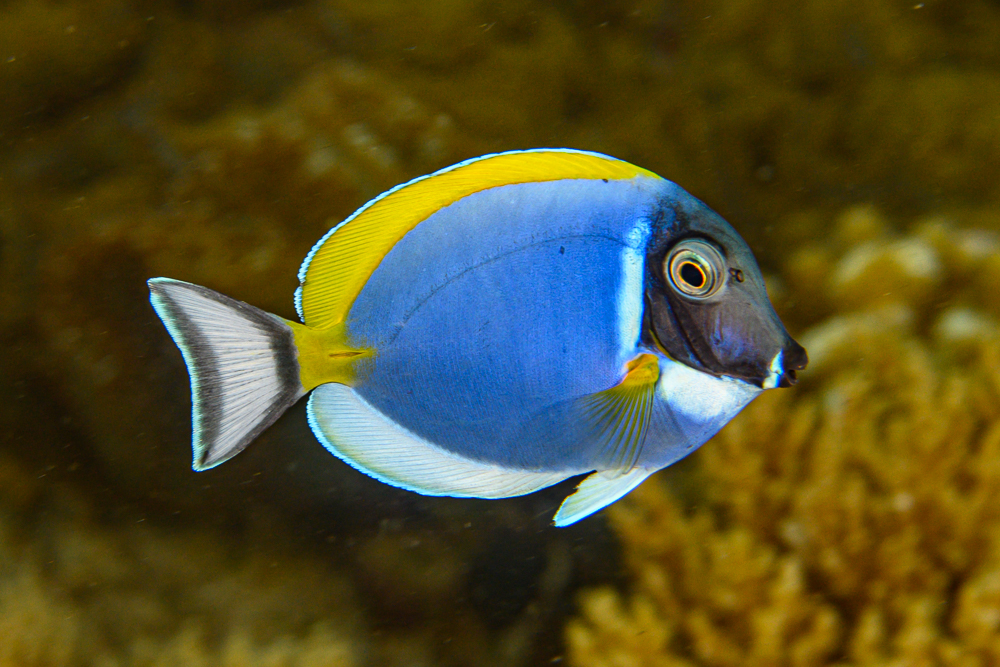Fifty Shades of Hybrid Powder Blue Tangs - CORAL Magazine