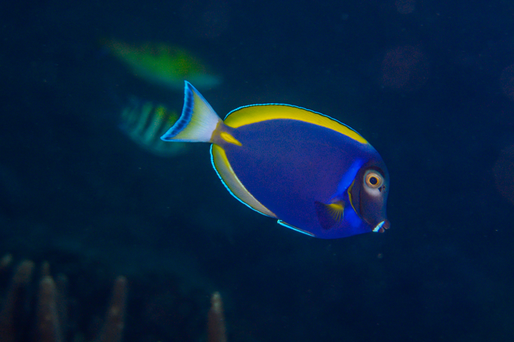 Fifty Shades of Hybrid Powder Blue Tangs - CORAL Magazine