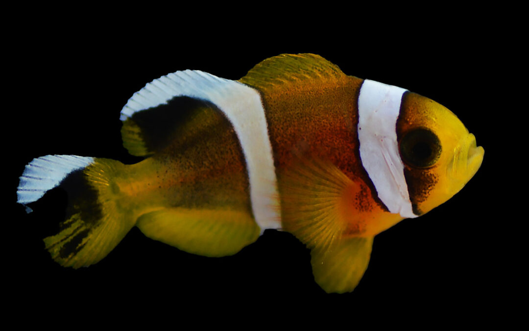 Captive-Bred Oman Clownfish Available Soon