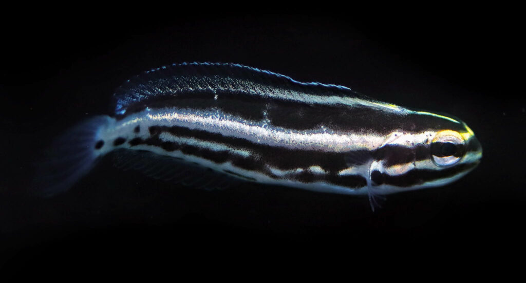 The new Silver Streak Blenny is a captive-bred hybrid of two popular fang blenny species, the Kamohara Blenny (Meiacanthus kamoharai) and the Striped Blenny (Mieacanthus grammistes). Image by The Biota Group.