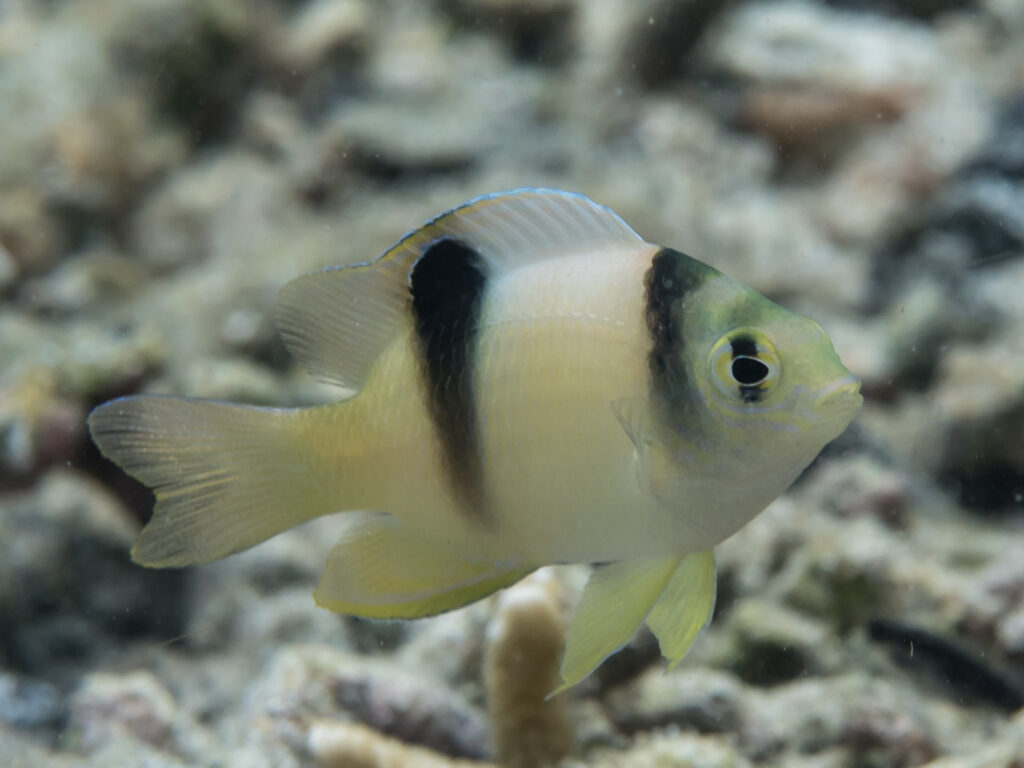 Unlike many juvenile damselfishes that grow up to be dusky brown or black fish, the White Damselfish loses the black coloration as it ages. Image credit: Rickard Zerpe, CC BY 2.0