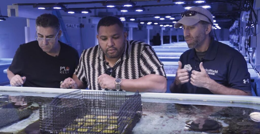 Left to right: Andrew Sandler & Rachid Stoury (Polo Reef) observe sexually propagated Rough Cactus Coral (Mycetophyllia ferox) in a protective pen at the Florida Coral Rescue Center (FCRC), which Justin Zimmerman (Sea World) says keeps the tiny baby corals safe from urchins that may inadvertently predate on them.