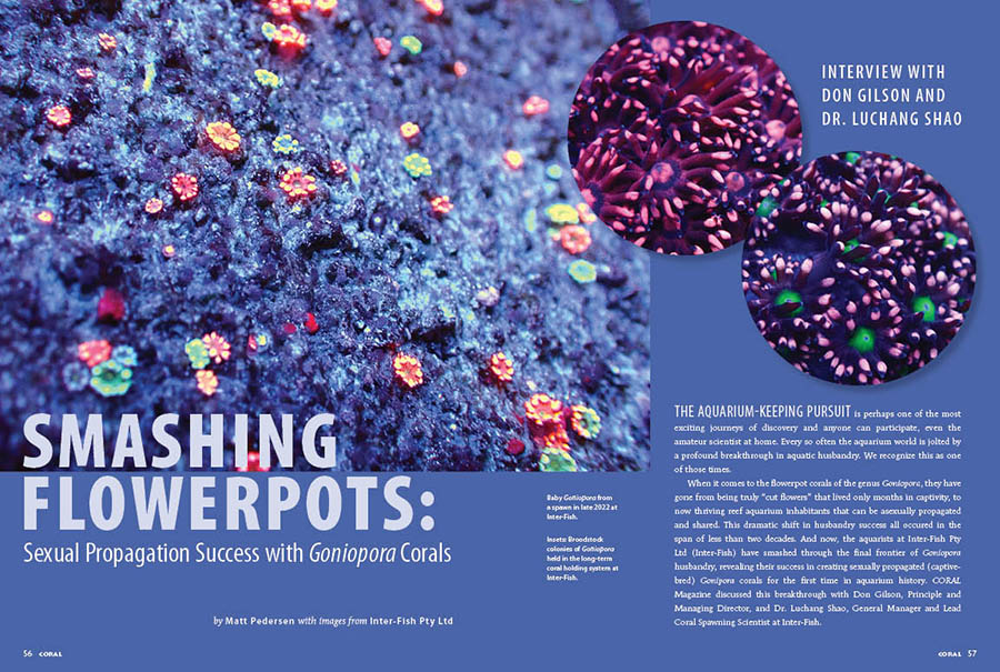 CORAL Excerpt—Smashing Flowerpots: Sexual Propagation Success with Goniopora Corals