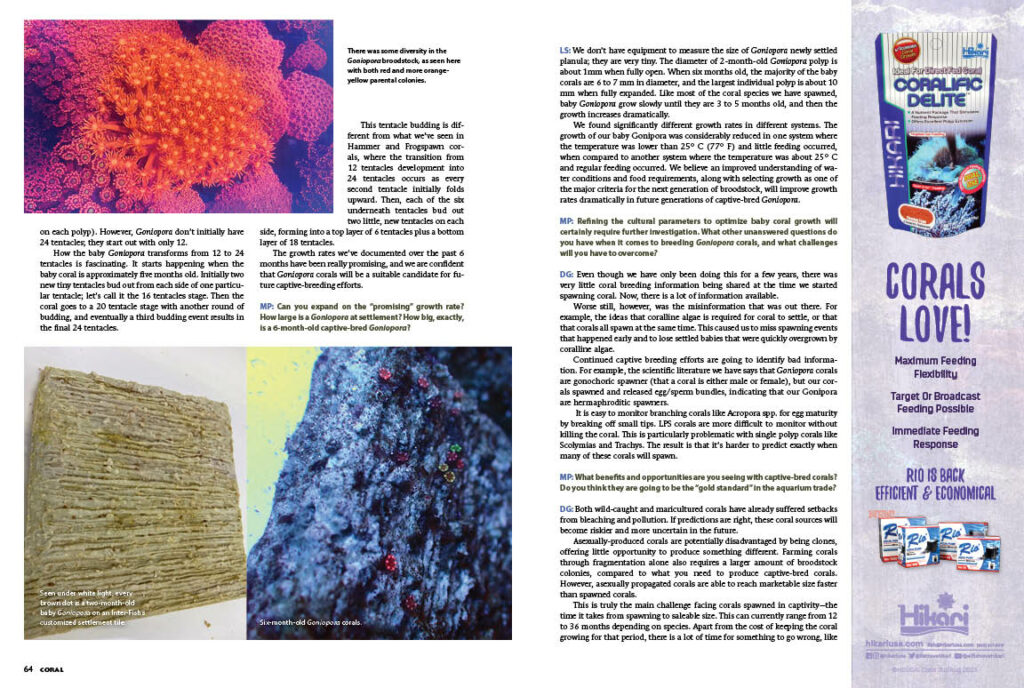 See these images from "Smashing Flowerpots: Sexual Propagation Success with Goniopora Corals" in even higher quality in the CORAL Magazine Digital Edtion or in a print copy of the July/August 2023 issue of CORAL.