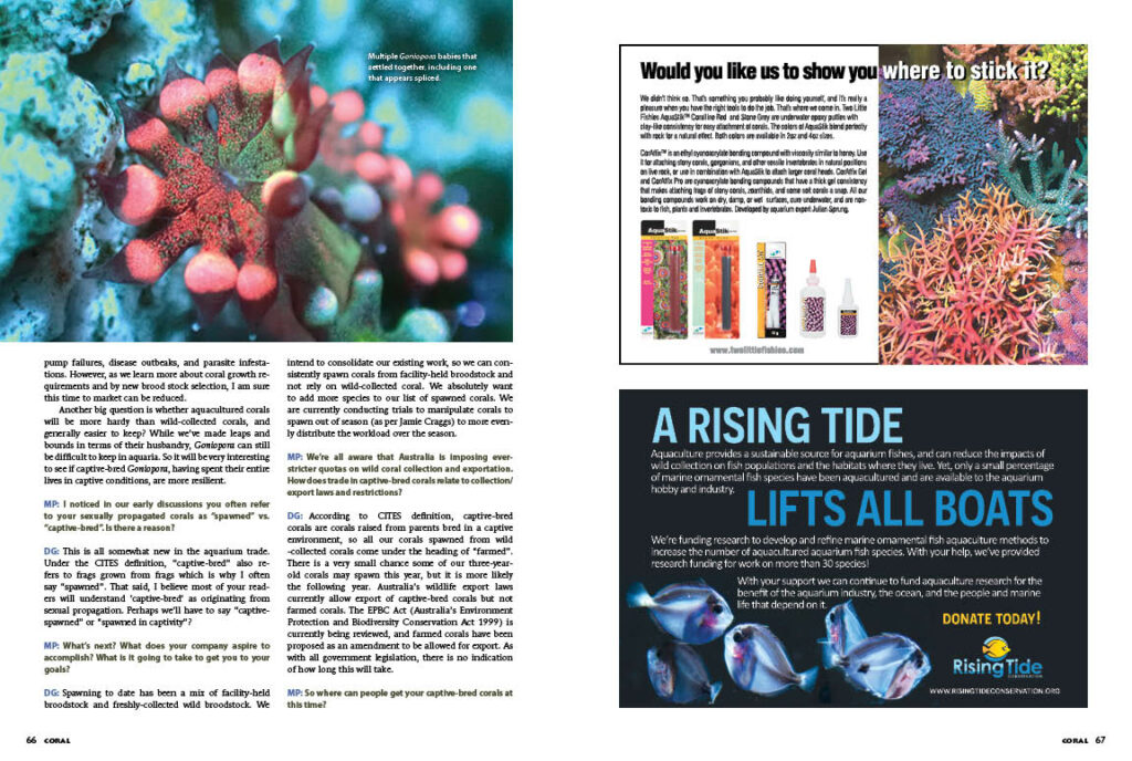 See these images from "Smashing Flowerpots: Sexual Propagation Success with Goniopora Corals" in even higher quality in the CORAL Magazine Digital Edtion or in a print copy of the July/August 2023 issue of CORAL.