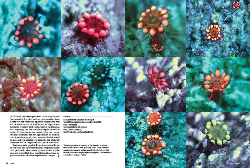 See these images from "Smashing Flowerpots: Sexual Propagation Success with Goniopora Corals" in even higher quality in the CORAL Magazine Digital Edtion or in a print copy of the July/August 2023 issue of CORAL.
