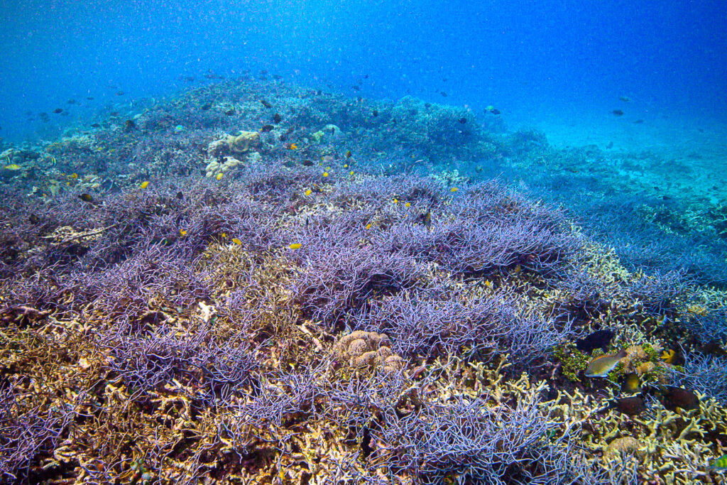 This is probably the future of coral reefs in the Indo-Pacific; Hard corals are being replaced by sponges and algae. This is already happening!