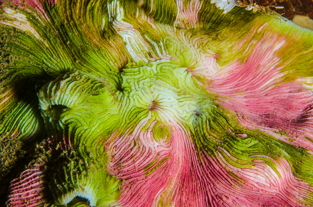 Endolithic Algae in Stony Corals!