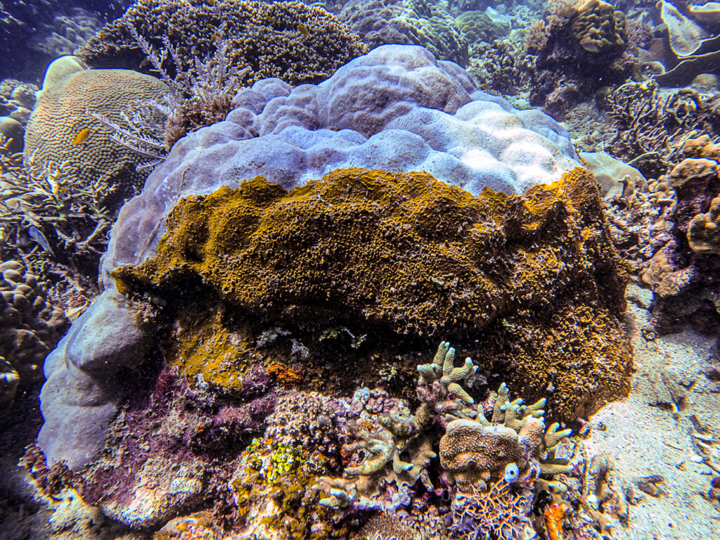 Sponges harboring symbiotic zooxanthellae are growing so much faster than hard corals and have a much better defense mechanism than most corals.