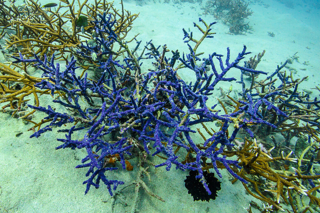 Coral-killing sponges just overgrow corals and take over their skeletons as prime real estate, killing them in the process. That's what a coral-killing sponge does.