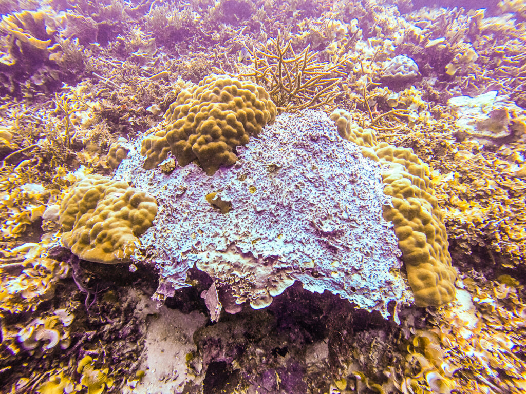 Collospongia sp. is another fast-growing, very invasive species that is currently taking over reefs. 