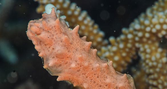 Overfishing of Caribbean coral reefs favors coral-killing sponges- All  Images