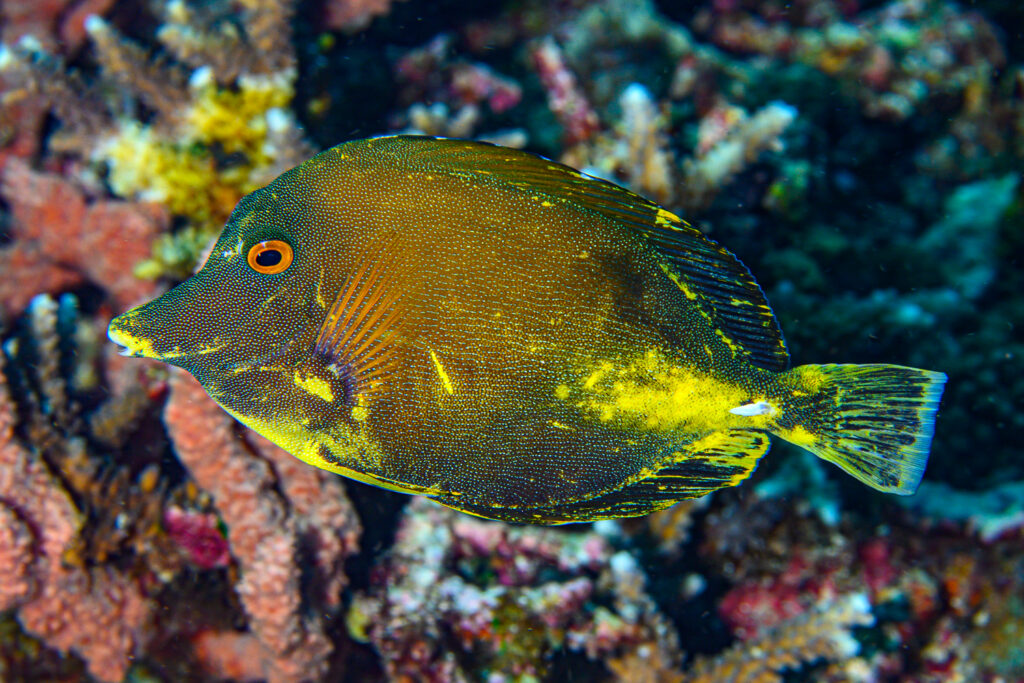 I would consider the "Dirty Two-Tone Tang" to be a mild xanthic form of Zebrazoma scopas, seen here grazing peacefully in South Bali.