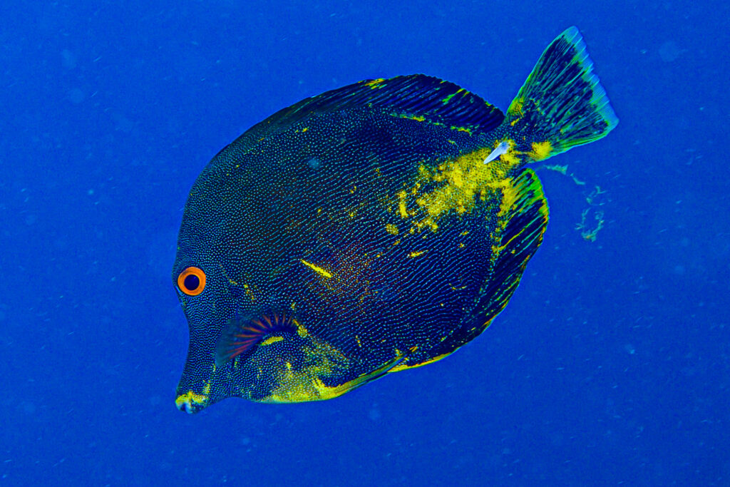 The Dirty Two-Tone Tang was photographed above the reef, with the blue ocean water as a background.