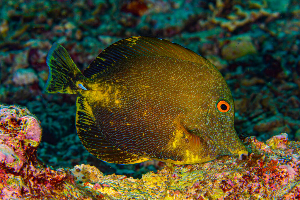 This specimen was of a decent size (12-15 cm, 4-5 inches). It's also nice to see the lined body and spotted face patterns retained from normal Scopas Tang coloration.