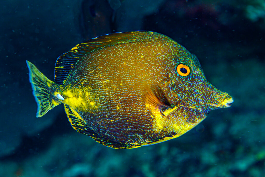 Unique aberrant tangs like this unique Scopas Tang (Zebrazoma scopas) are highly sought-after fish, and often enter the trade with a wide range of fanciful names including "Koi", "Xanthic", "Two-Tone" and pretty much anything else you can think of!