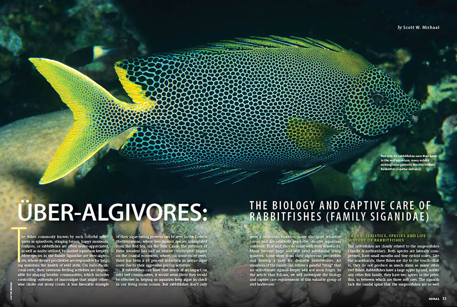 CORAL New Issue “RABBIT FISHES” Inside Look