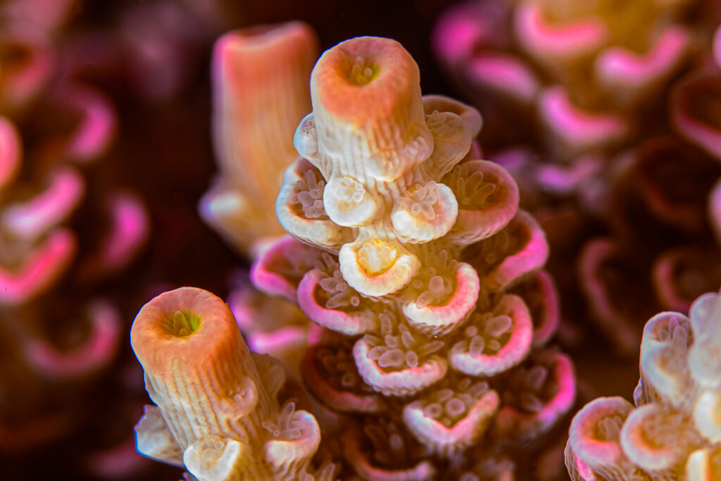 It's probably not Acropora tenuis, but Acropora bifaria.